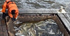 Norma Técnica TME en Sector Acuícola.